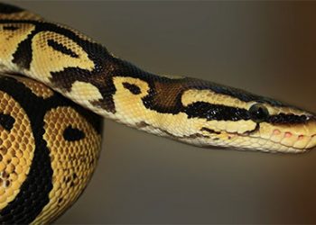 (ვიდეო) ჩინურ ბანკში შეკრების დროს ჭერიდან პითონი ჩამოვარდა