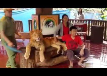 ბუენოს-აირესის ზოოპარკში ლომს ნარკოტიკი გაუკეთეს, რათა მასთან ფოტო გადაეღოთ