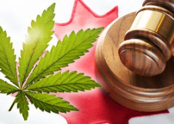 კანადაში მარიხუანას შენახვისა და გამოყენების ლეგალიზების შესახებ კანონი ამოქმედდა