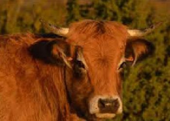 16 მილიონი ამერიკელისთვის შოკოლადის რძეს ყავისფერი ძროხა იწველება