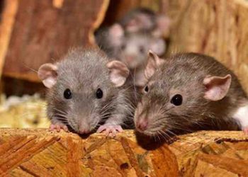 არგენტინის პოლიცია 500 კილო მარიხუანას გაუჩინარებას თაგვებს აბრალებს