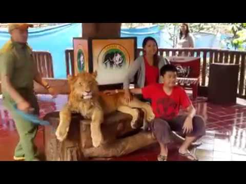 ბუენოს-აირესის ზოოპარკში ლომს ნარკოტიკი გაუკეთეს, რათა მასთან ფოტო გადაეღოთ